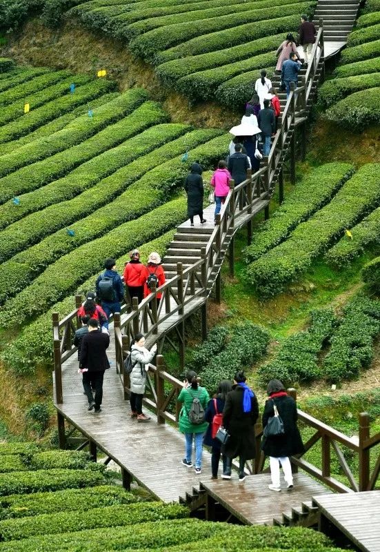 广东恩施富硒茶供应商（恩施富硒茶十大排名）-硒宝网