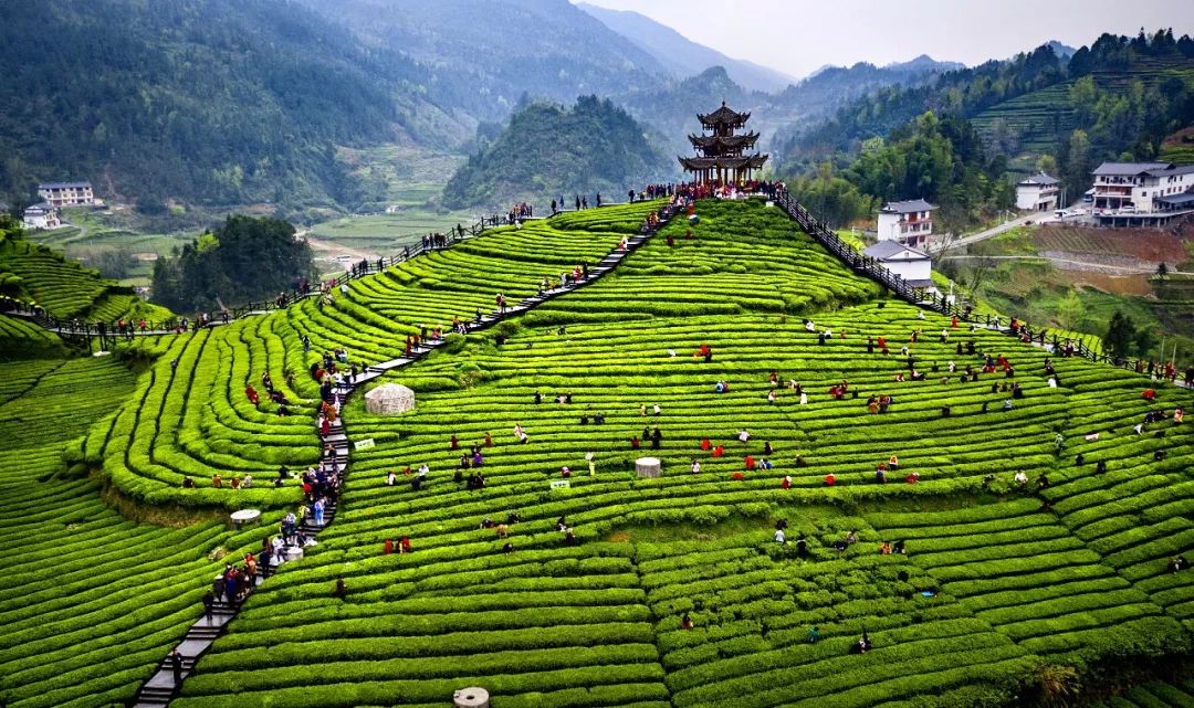 广东恩施富硒茶供应商（恩施富硒茶十大排名）-硒宝网