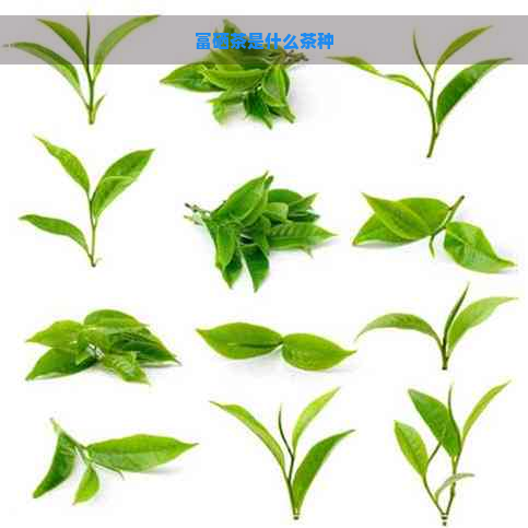 翠泉绿茶是不是富硒茶（富硒绿茶多少钱一斤）-硒宝网