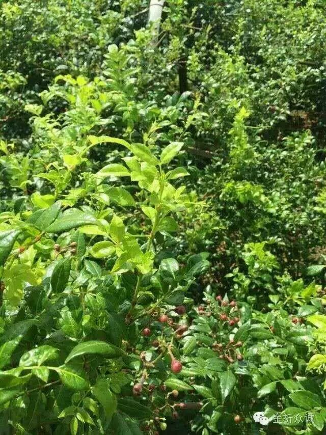 喝富硒藤茶有什么反应(喝富硒茶身体有什么反应)-硒宝网