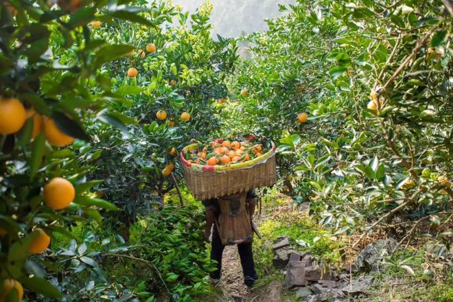 土家富硒茶原产地在哪(土家族富硒茶)-硒宝网