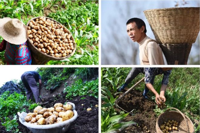 土家富硒茶原产地在哪(土家族富硒茶)-硒宝网