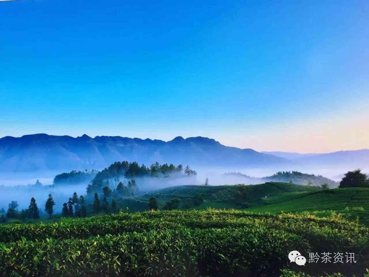 富硒茶产地是哪里的好(富硒茶中的硒指什么)-硒宝网