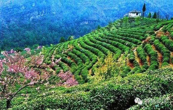 富硒茶产地是哪里的好(富硒茶中的硒指什么)-硒宝网