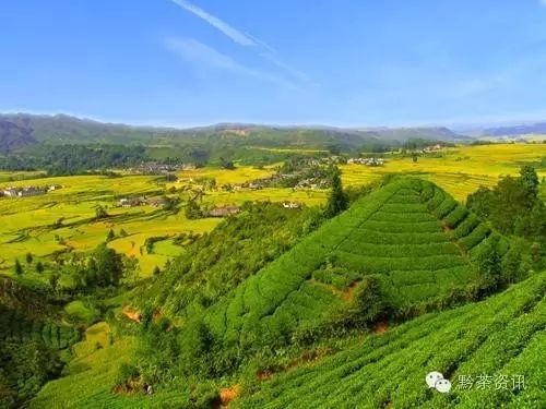 富硒茶产地是哪里的好(富硒茶中的硒指什么)-硒宝网