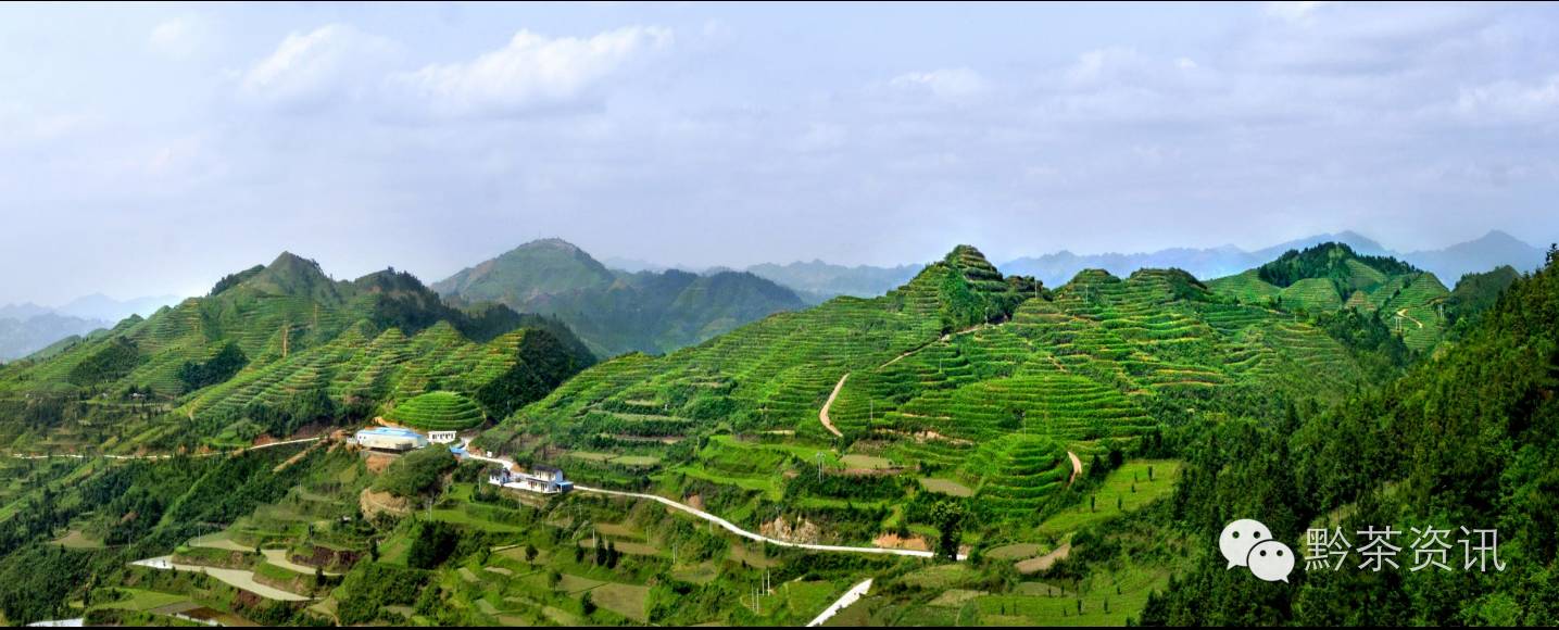 富硒茶产地是哪里的好(富硒茶中的硒指什么)-硒宝网