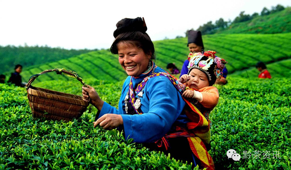富硒茶产地是哪里的好(富硒茶中的硒指什么)-硒宝网