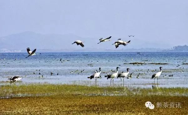 富硒茶产地是哪里的好(富硒茶中的硒指什么)-硒宝网