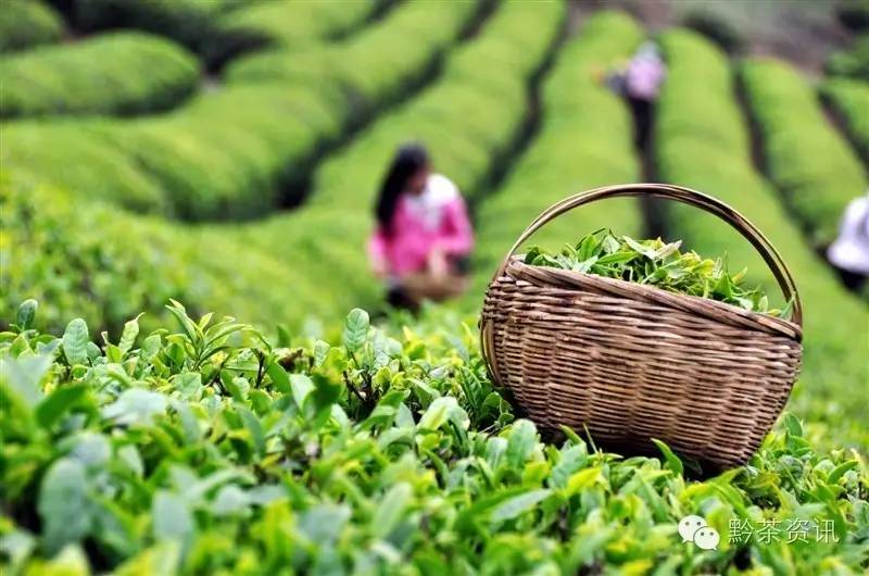 富硒茶产地是哪里的好(富硒茶中的硒指什么)-硒宝网