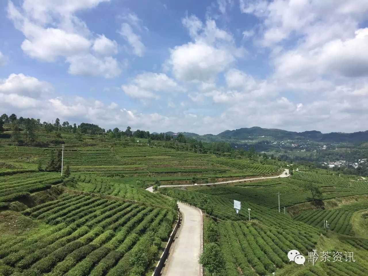 富硒茶产地是哪里的好(富硒茶中的硒指什么)-硒宝网