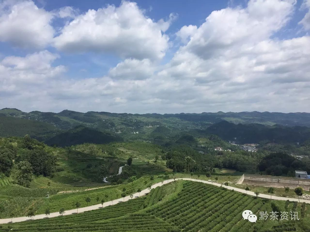 富硒茶产地是哪里的好(富硒茶中的硒指什么)-硒宝网