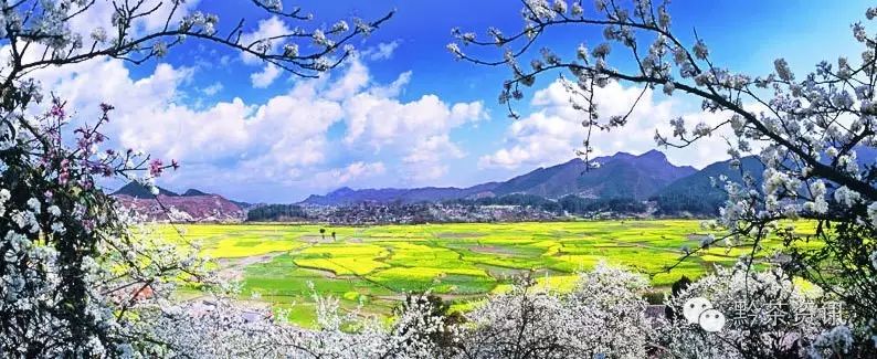 富硒茶产地是哪里的好(富硒茶中的硒指什么)-硒宝网