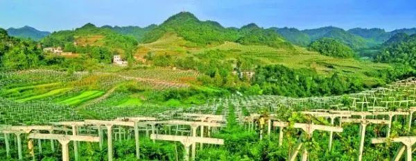 开阳县富硒茶企业排名(开阳富硒茶地理标志)-硒宝网