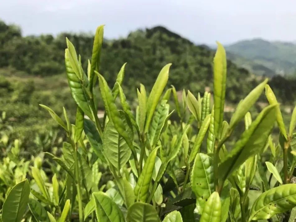 富硒茶叶宴是什么茶香(富硒茶园)-硒宝网