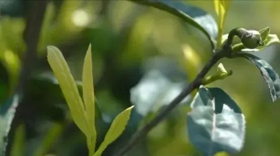 富硒茶叶宴是什么茶香(富硒茶园)-硒宝网
