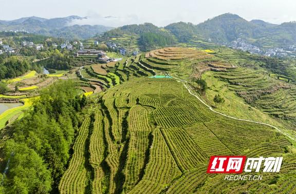 重庆富硒桑叶茶生产商(桑叶茶生产基地)-硒宝网
