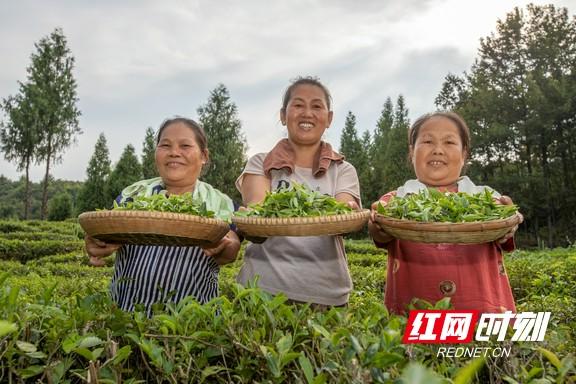 重庆富硒桑叶茶生产商(桑叶茶生产基地)-硒宝网