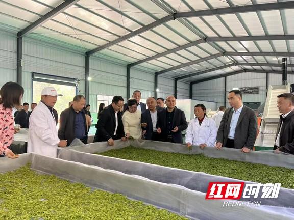 重庆富硒桑叶茶生产商(桑叶茶生产基地)-硒宝网