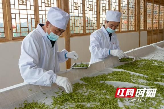 重庆富硒桑叶茶生产商(桑叶茶生产基地)-硒宝网