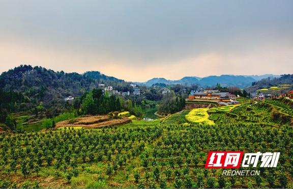 重庆富硒桑叶茶生产商(桑叶茶生产基地)-硒宝网