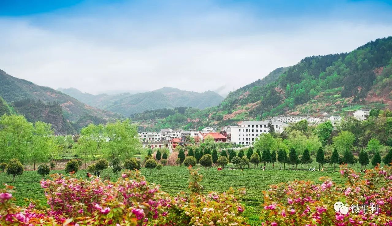 安家坪富硒茶是哪里的（陕西省安康市安家坪富硒茶）-硒宝网