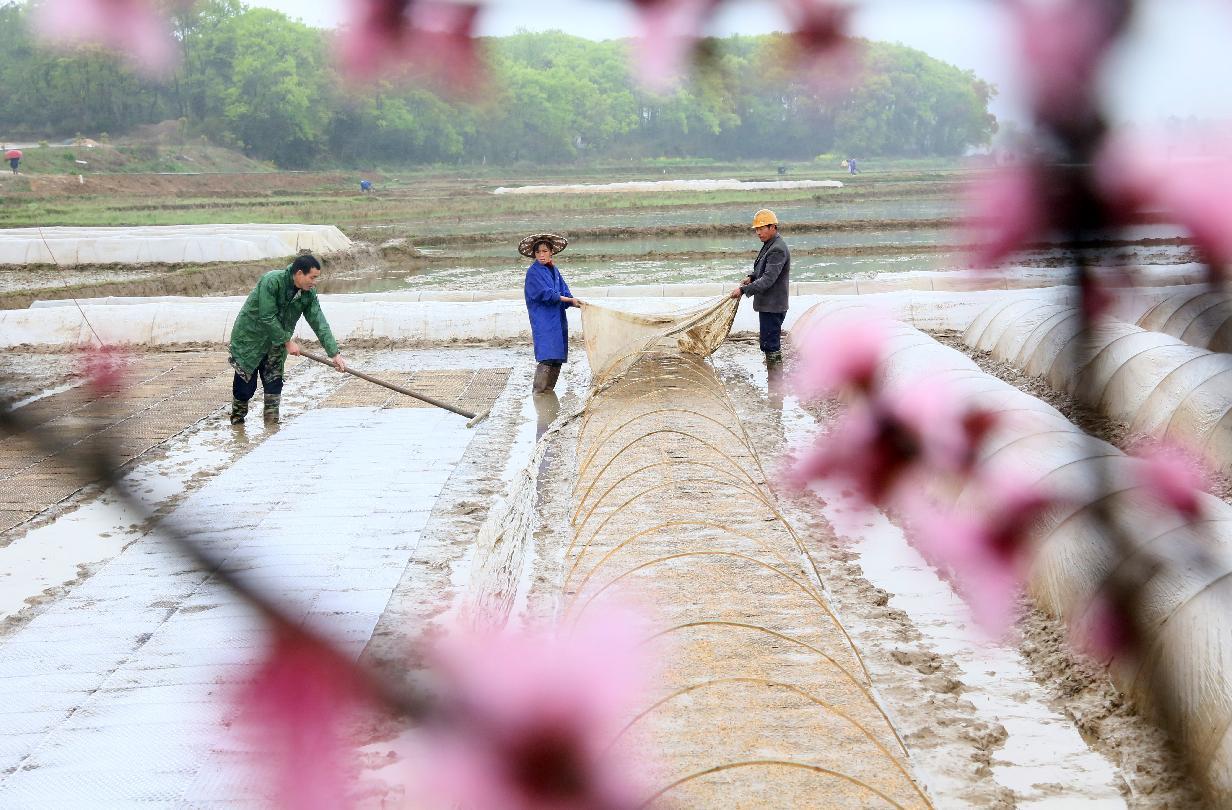 富硒茶是起什么作用的（茶起作用富硒是什么成分）-硒宝网