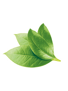 云南普洱富硒茶多少钱（富硒茶多少钱一两）-硒宝网