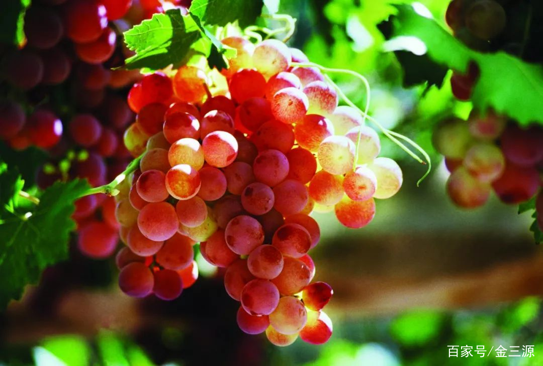 山西富硒普洱茶哪里买(富硒茶和普通茶的区别)-硒宝网