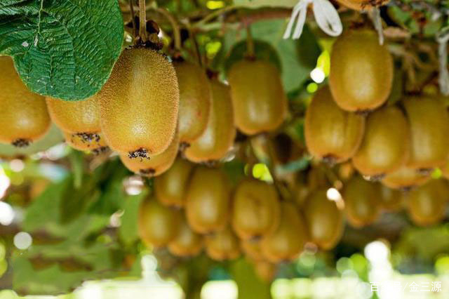 山西富硒普洱茶哪里买(富硒茶和普通茶的区别)-硒宝网