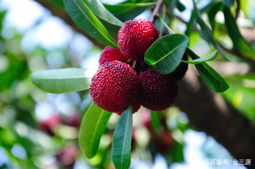 山西富硒普洱茶哪里买(富硒茶和普通茶的区别)-硒宝网