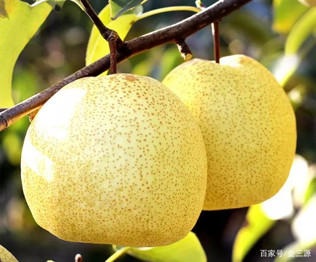 山西富硒普洱茶哪里买(富硒茶和普通茶的区别)-硒宝网