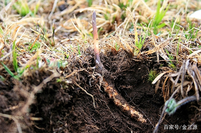 山西富硒普洱茶哪里买(富硒茶和普通茶的区别)-硒宝网
