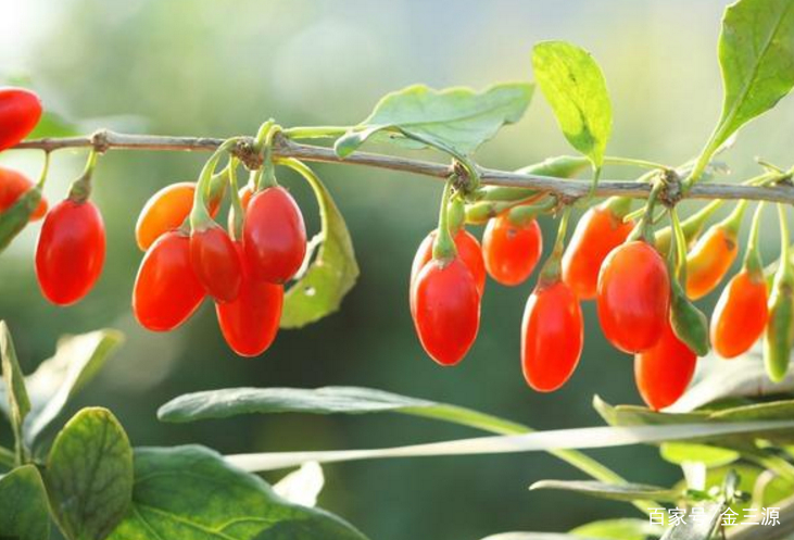 山西富硒普洱茶哪里买(富硒茶和普通茶的区别)-硒宝网