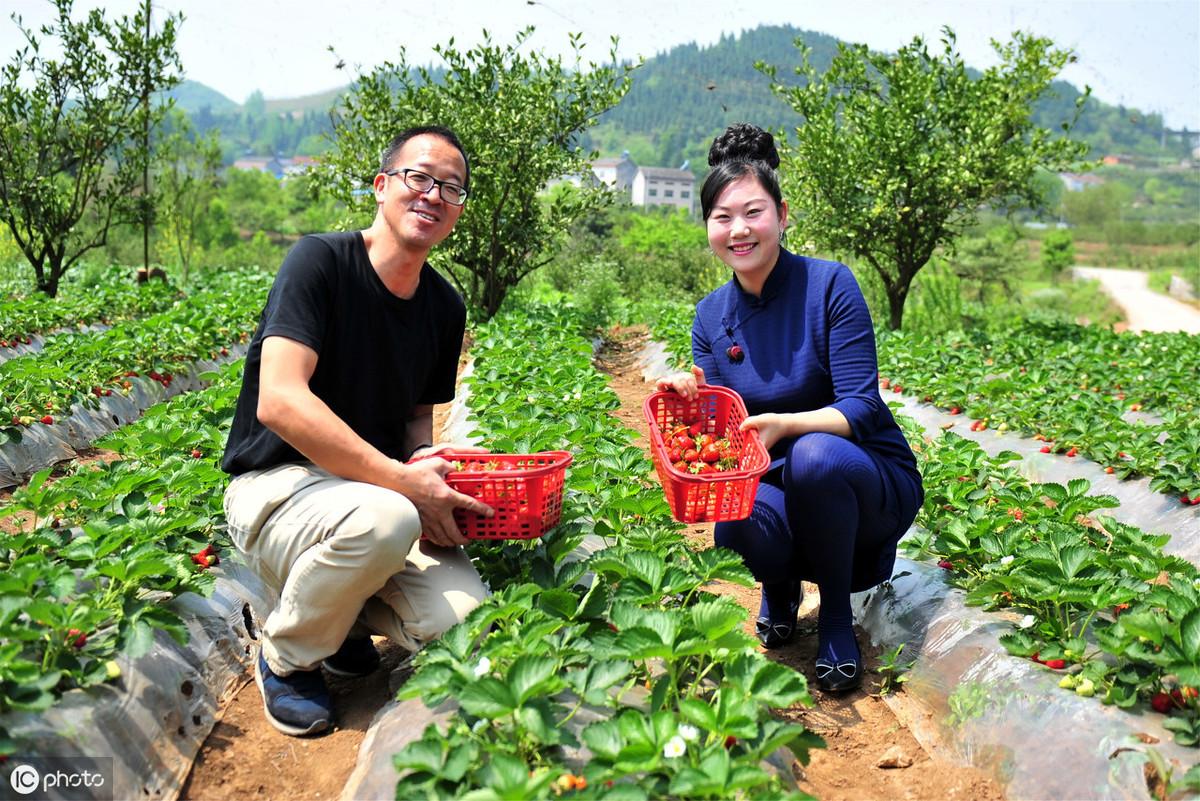 富硒茶有安神的作用吗(安神茶有什么副作用)-硒宝网