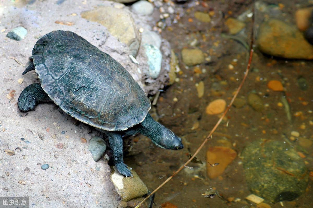 富硒茶有安神的作用吗(安神茶有什么副作用)-硒宝网