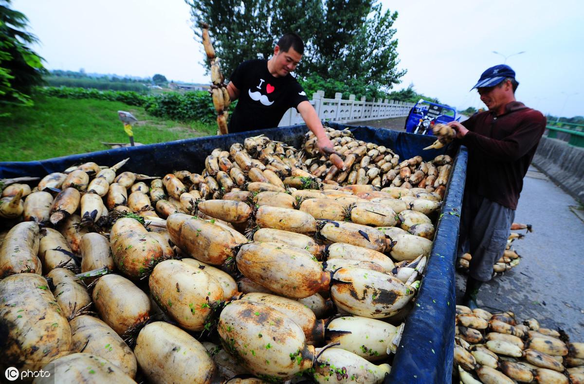 富硒茶有安神的作用吗(安神茶有什么副作用)-硒宝网