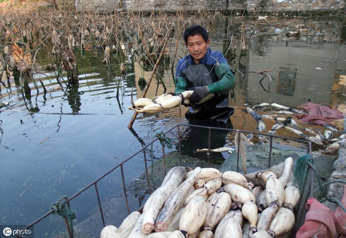 富硒茶有安神的作用吗(安神茶有什么副作用)-硒宝网