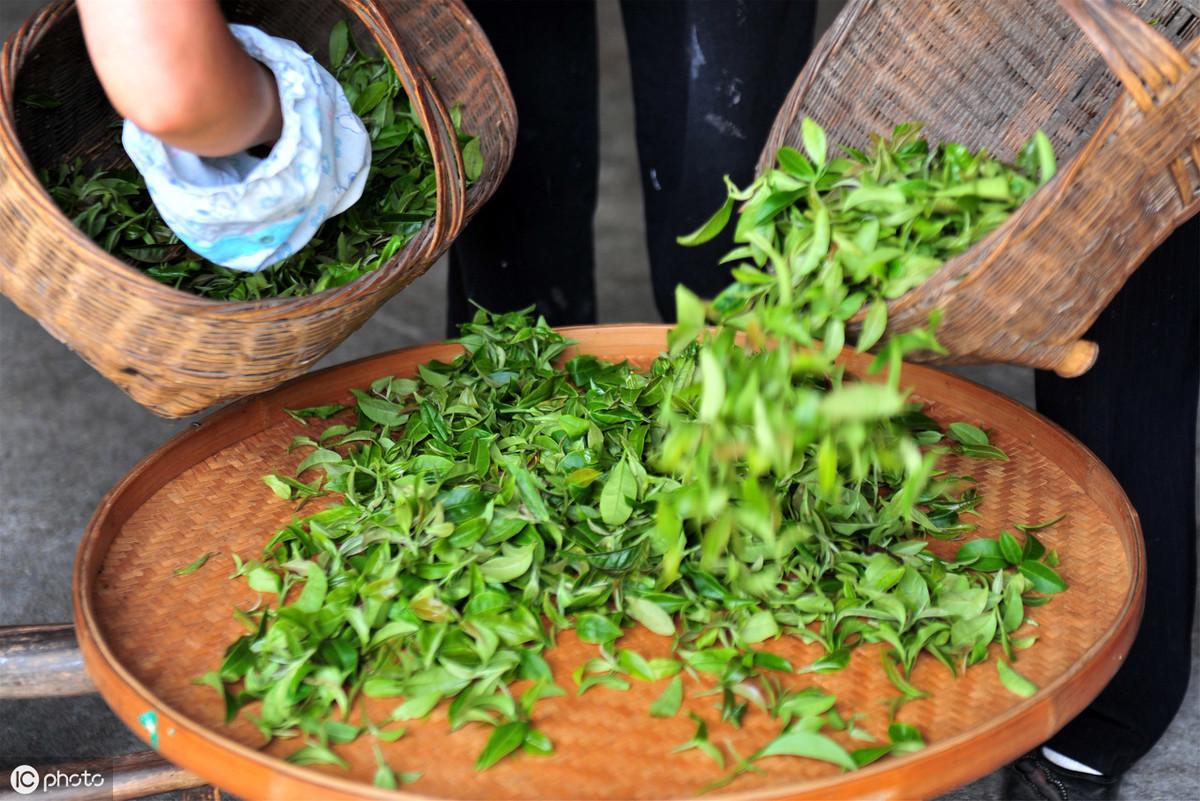 富硒茶有安神的作用吗(安神茶有什么副作用)-硒宝网