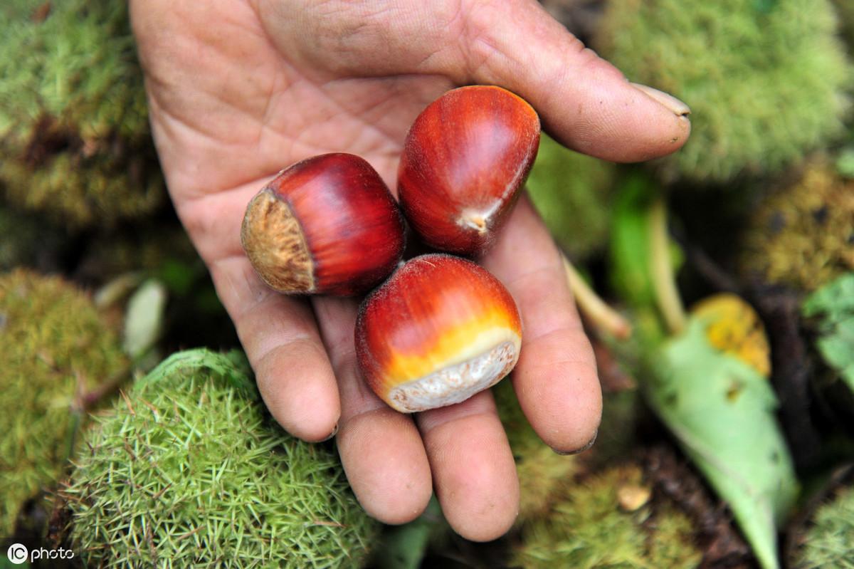 富硒茶有安神的作用吗(安神茶有什么副作用)-硒宝网