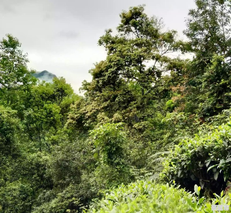 富硒茶对湿气有帮助吗(湿气茶对人体有好处吗)-硒宝网