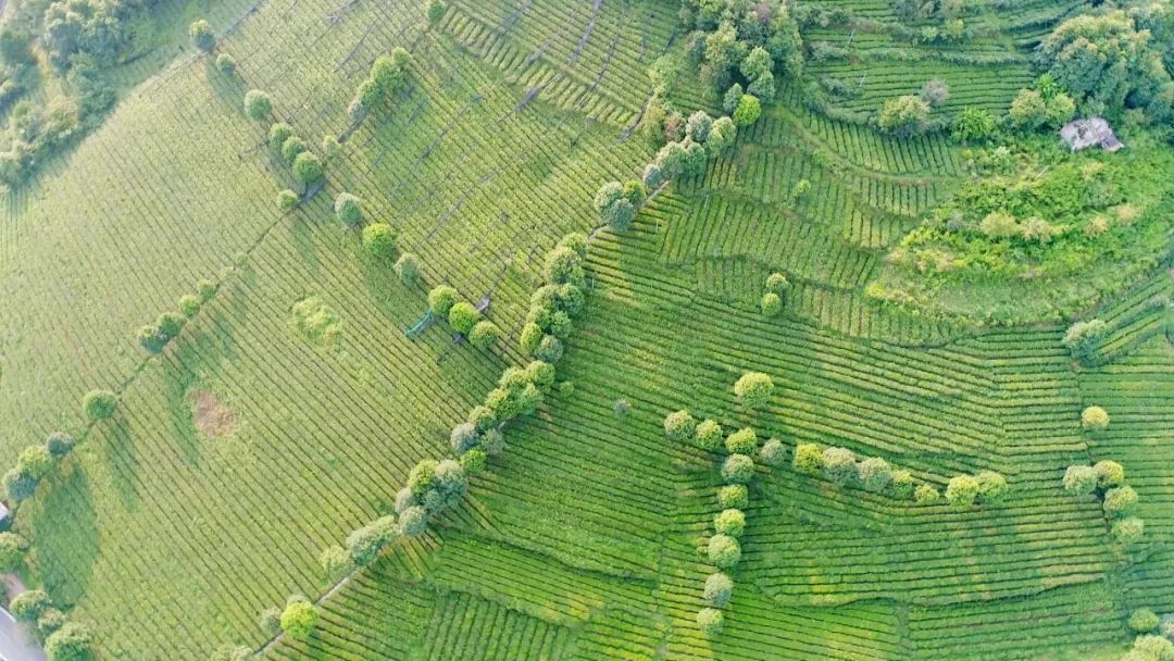 开阳哪里有富硒茶卖呀(开阳富硒茶t6体验店)-硒宝网