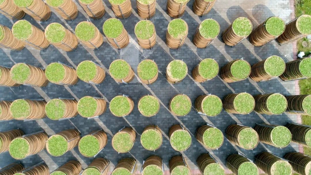 开阳哪里有富硒茶卖呀(开阳富硒茶t6体验店)-硒宝网