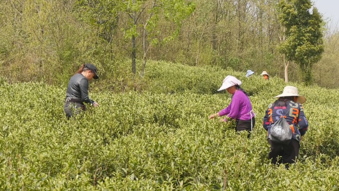 开阳哪里有富硒茶卖呀(开阳富硒茶t6体验店)-硒宝网
