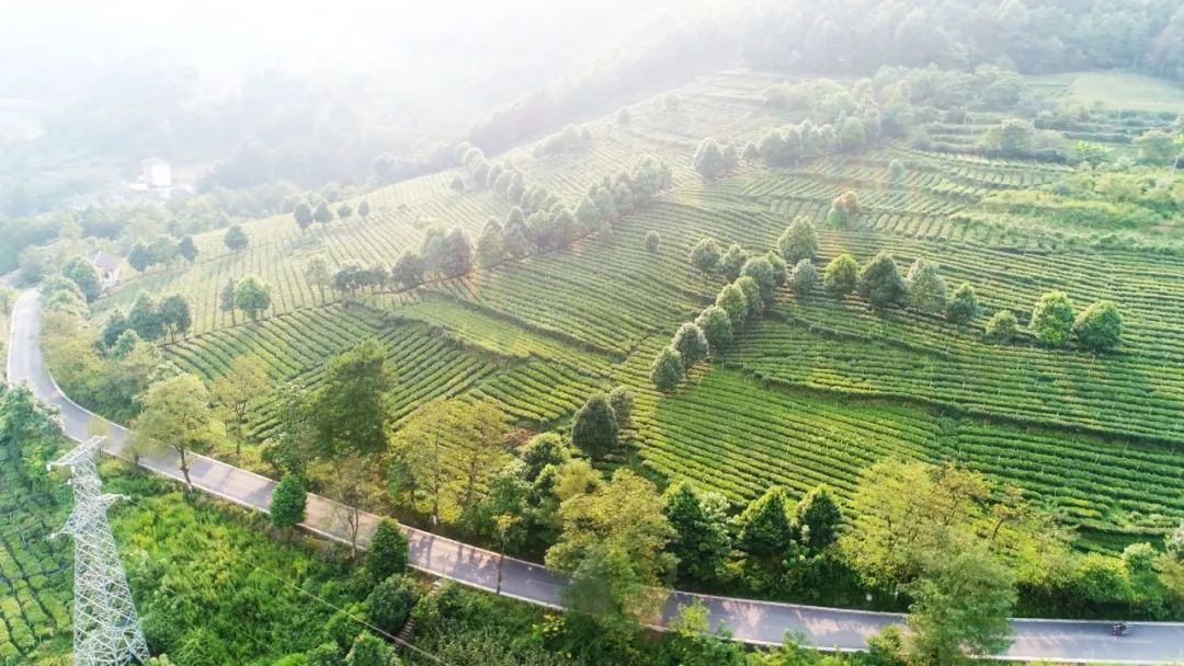 开阳哪里有富硒茶卖呀(开阳富硒茶t6体验店)-硒宝网