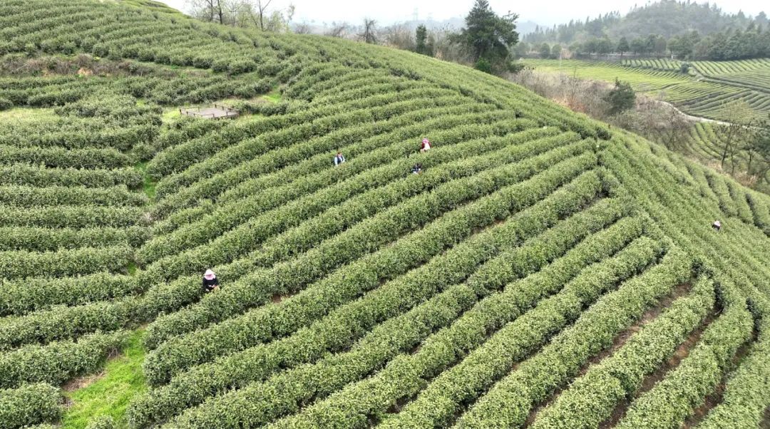 开阳哪里有富硒茶卖呀（开阳富硒茶叶）-硒宝网