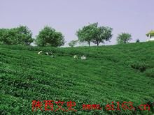 紫阳富硒茶是泡还是煮(紫阳富硒茶泡出来什么颜色)-硒宝网