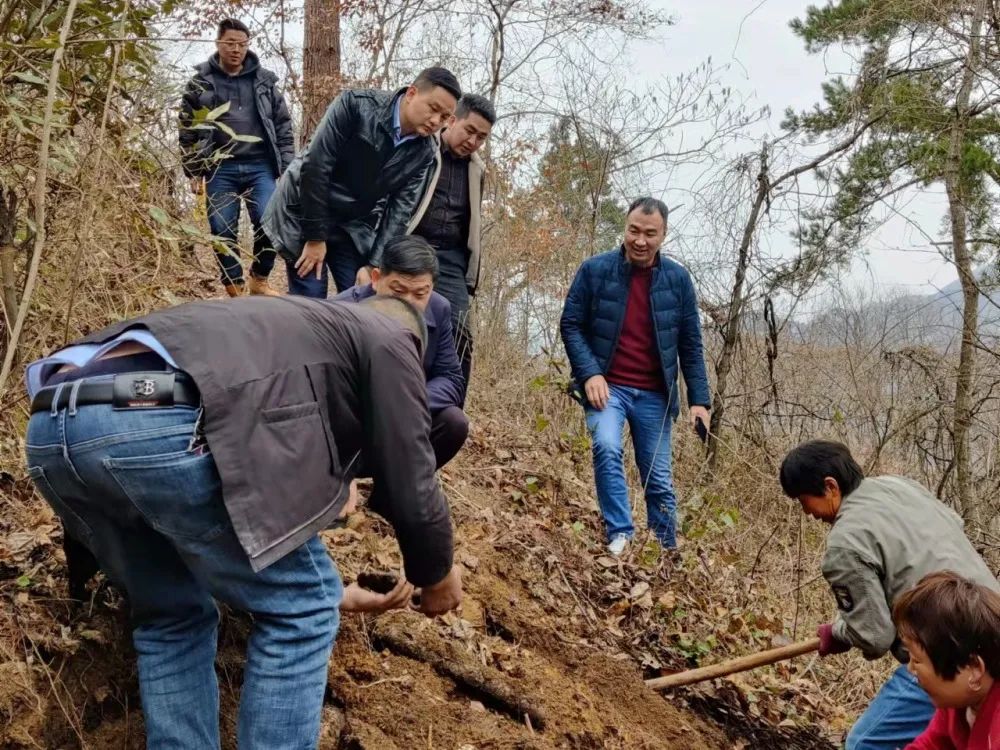 安康富硒茶产业链分析(安康链茶产业富硒分析报告)-硒宝网