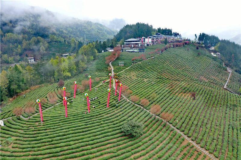 紫阳富硒茶的经济发展（紫阳富硒茶文化）-硒宝网