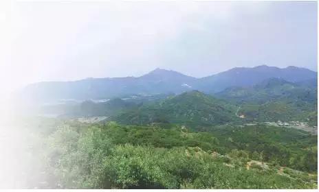 福建诏安县富硒桑叶茶(福建诏安富硒产品)-硒宝网