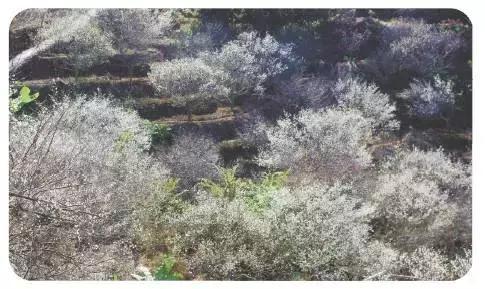 福建诏安县富硒桑叶茶(福建诏安富硒产品)-硒宝网